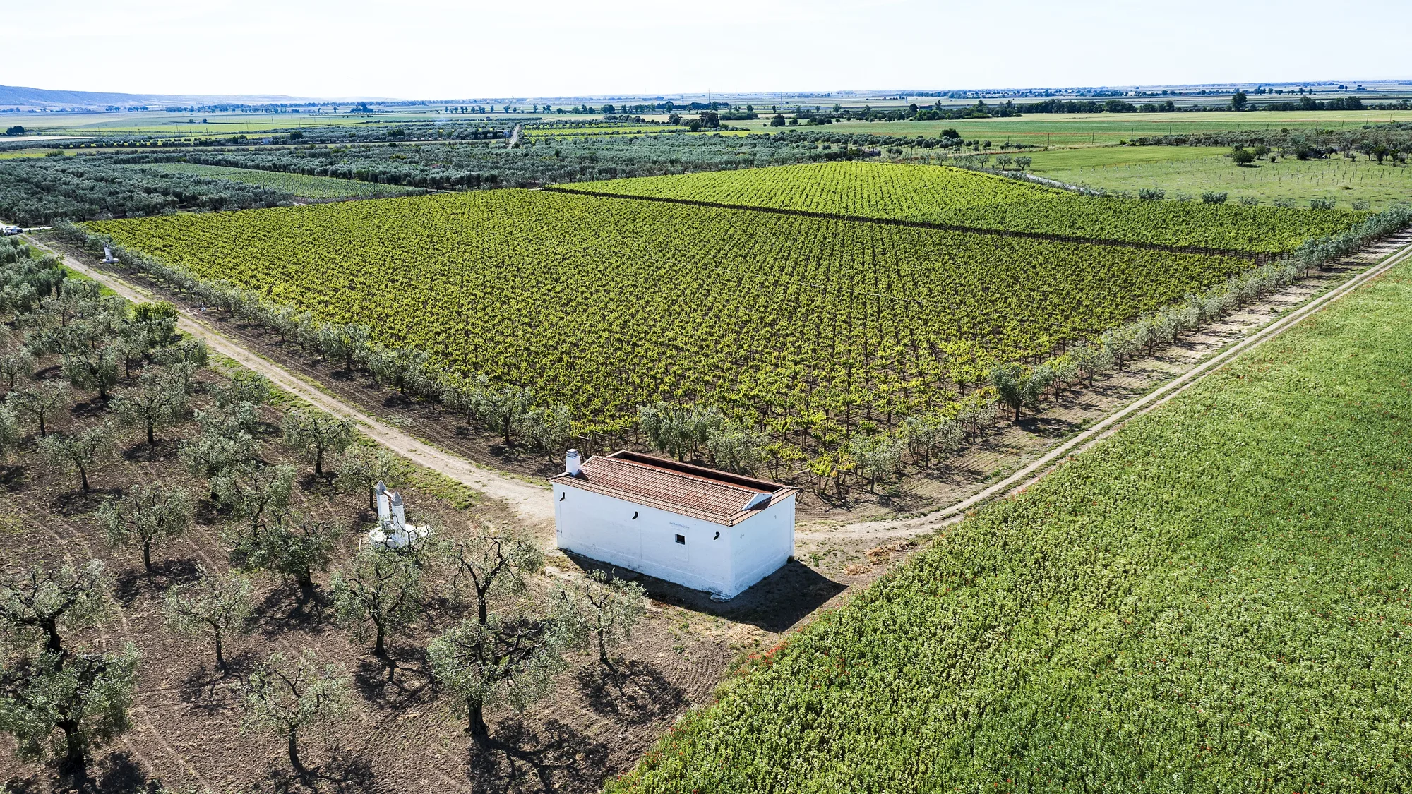 Vista aerea della masseria tra gli ulivi e il vigneto