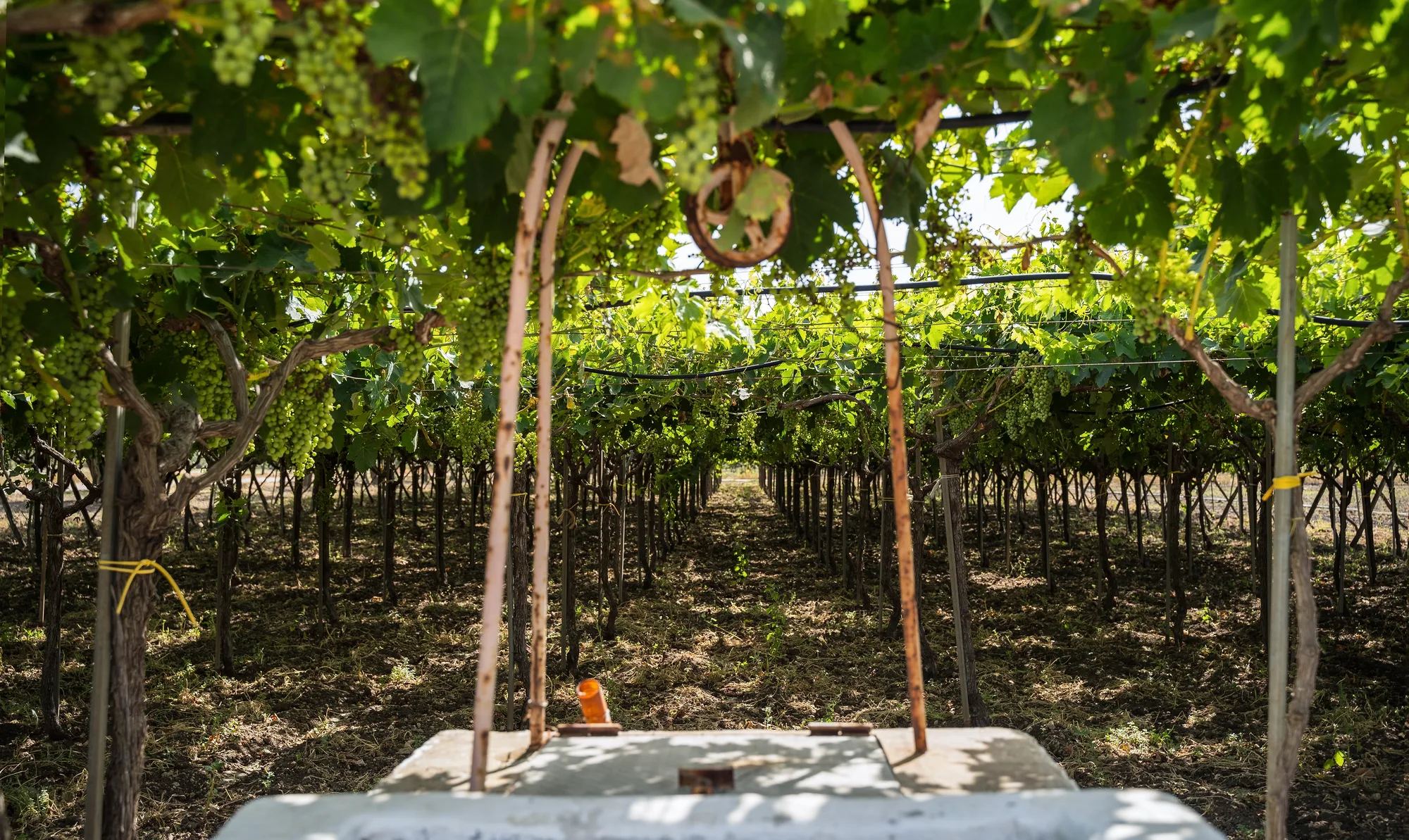 Tra i filari del vigneto della tenuta